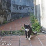 路地で出会った島猫-佐良浜集落
