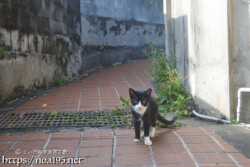 路地で出会った島猫-佐良浜集落