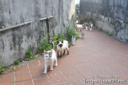 ぞろぞろ出てくる島猫ファミリー-佐良浜集落