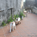 ぞろぞろ出てくる島猫ファミリー-佐良浜集落