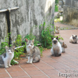 勢揃いした島猫ファミリー-佐良浜集落
