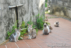 勢揃いした島猫ファミリー-佐良浜集落