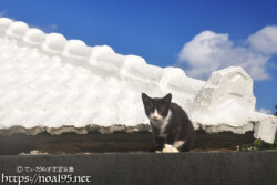 屋根の上の島猫-佐良浜集落