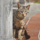 塀の影からのぞく島猫-佐良浜集落