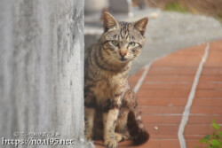 塀の影からのぞく島猫-佐良浜集落