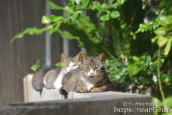 塀の上に整列した島猫-佐良浜集落