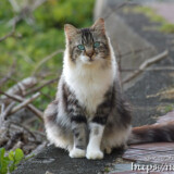 路地にいた気品漂う島猫-佐良浜集落