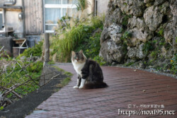 路地で出会った島猫-佐良浜集落