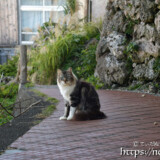 路地で出会った島猫-佐良浜集落