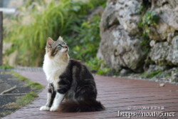 路地で出会った島猫-佐良浜集落