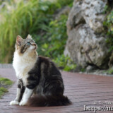 路地で出会った島猫-佐良浜集落