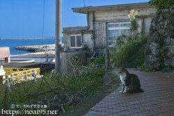 路地で出会った島猫-佐良浜集落