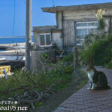 路地で出会った島猫-佐良浜集落