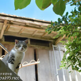 塀の上からのぞく島猫-佐良浜集落