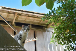 塀の上からのぞく島猫-佐良浜集落