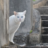 塀の影から見つめる島猫-佐良浜集落