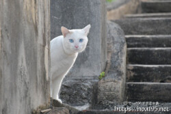 塀の影から見つめる島猫-佐良浜集落