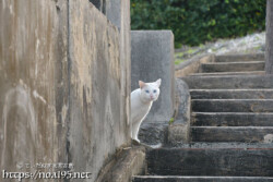 塀の影からのぞく島猫-佐良浜集落