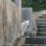 塀の影からのぞく島猫-佐良浜集落