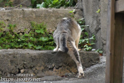 階段を登る島猫-佐良浜集落