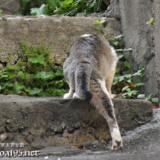 階段を登る島猫-佐良浜集落