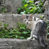 階段にいた島猫-佐良浜集落