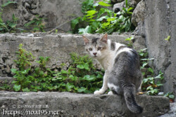 階段にいた島猫-佐良浜集落