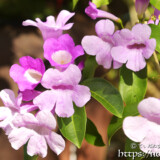 可愛いピンクの花-ニンニクカズラ