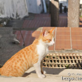 階段に陣取った島猫-佐良浜集落