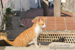 階段に陣取った島猫-佐良浜集落