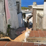 階段に陣取った島猫-佐良浜集落
