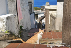 階段に陣取った島猫-佐良浜集落