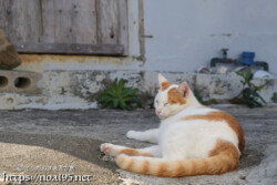 民家の庭でくつろぐ島猫-佐良浜集落