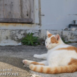 民家の庭でくつろぐ島猫-佐良浜集落