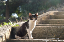 階段にいた島猫-佐良浜集落