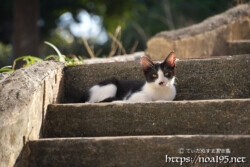 階段にいた島猫-佐良浜集落