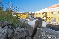 塀の上でくつろぐ島猫-佐良浜集落