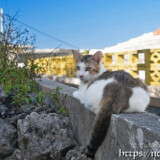 塀の上でくつろぐ島猫-佐良浜集落