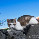 塀の上でくつろぐ島猫-佐良浜集落