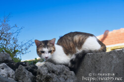 塀の上でくつろぐ島猫-佐良浜集落