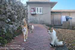 路地で出会った島猫たち-佐良浜集落