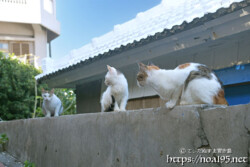 塀の上の島猫たち-佐良浜集落