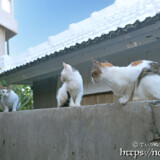 塀の上の島猫たち-佐良浜集落