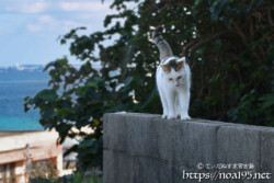 塀の上を歩く島猫-佐良浜集落