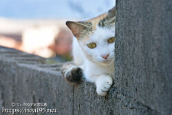 塀の影から見つめる島猫-佐良浜集落