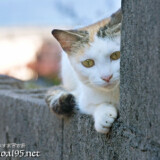 塀の影から見つめる島猫-佐良浜集落