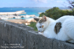 塀の上でくつろぐ島猫-佐良浜集落