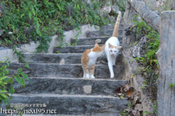 階段を降りる島猫-佐良浜集落