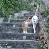 階段を降りる島猫-佐良浜集落