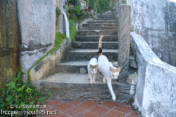 階段を降りる島猫-佐良浜集落